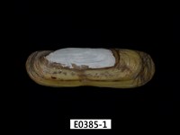 藏品(毛蟶)的圖片